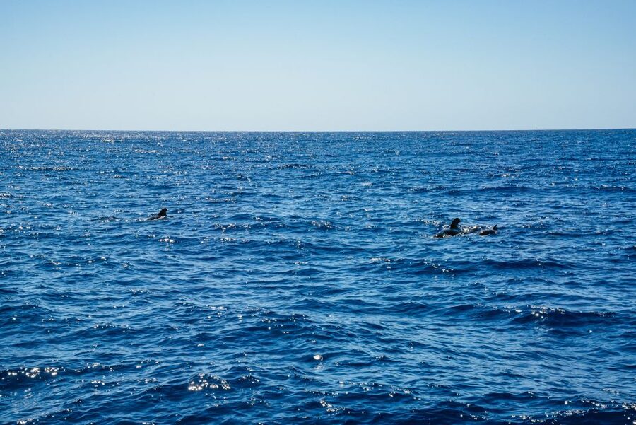 Funchal: Dolphin and Whale Watching by Luxury Catamaran - Getting the timing right so your day stays unhurried