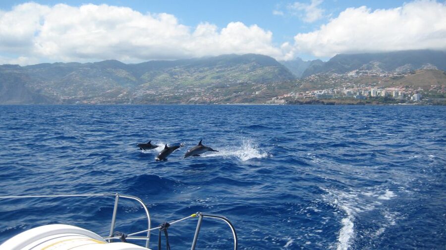 Funchal: Dolphin and Whale Watching Catamaran Cruise - Key Things I’d Pay Attention To