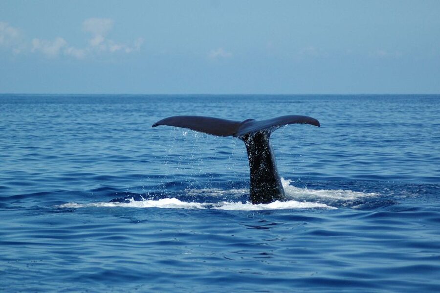 Funchal: Dolphin and Whale Watching Catamaran Cruise - Who This Cruise Suits Best (And Who Should Rethink It)