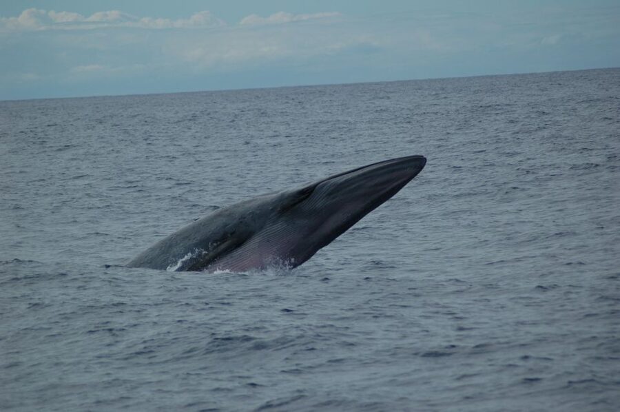 Funchal: Dolphin and Whale Watching Catamaran Cruise - Madeira From the Water, Not the Bus Window