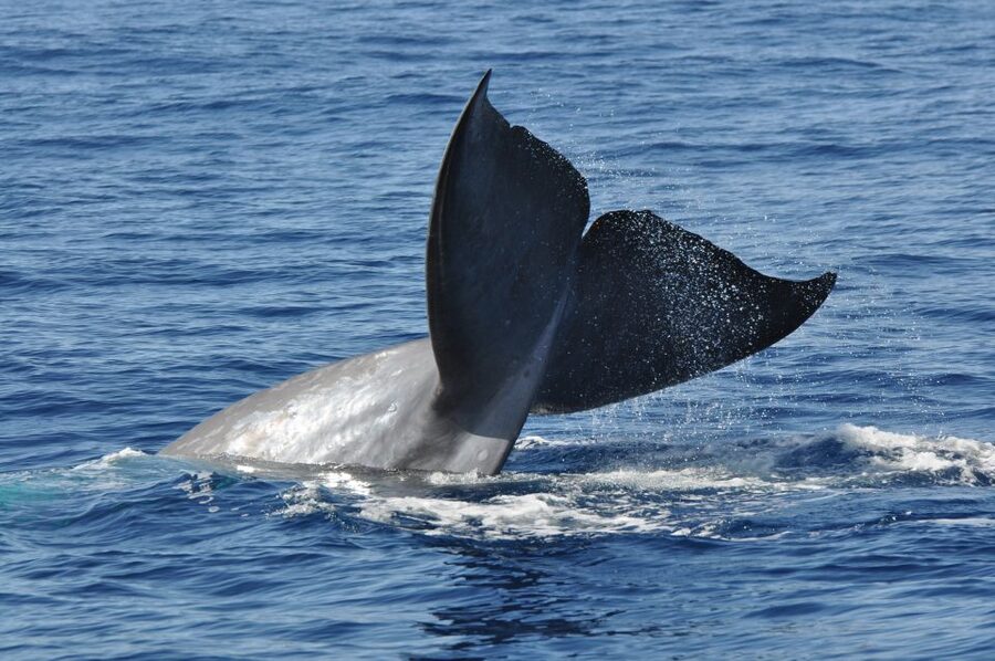 Funchal: Dolphin and Whale Watching Catamaran Cruise - The Wildlife Search: Dolphins, Whales, and Turtles in Motion