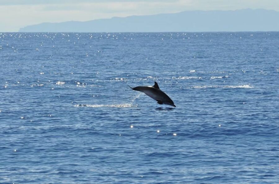Funchal: Dolphin and Whale Watching Catamaran Cruise - Price and Value: Why This Feels Like Good Madeira Time