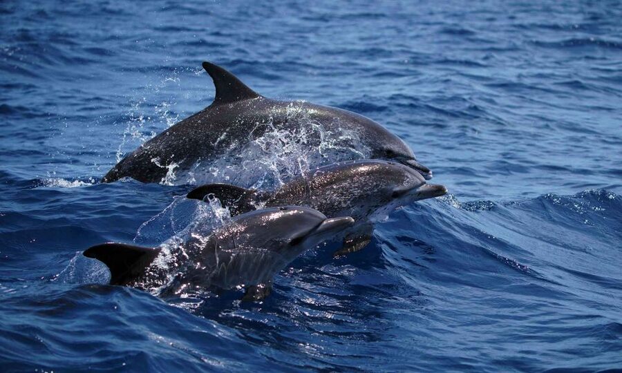 Funchal: Dolphin and Whale Watching Cruise - Key highlights that matter in real life