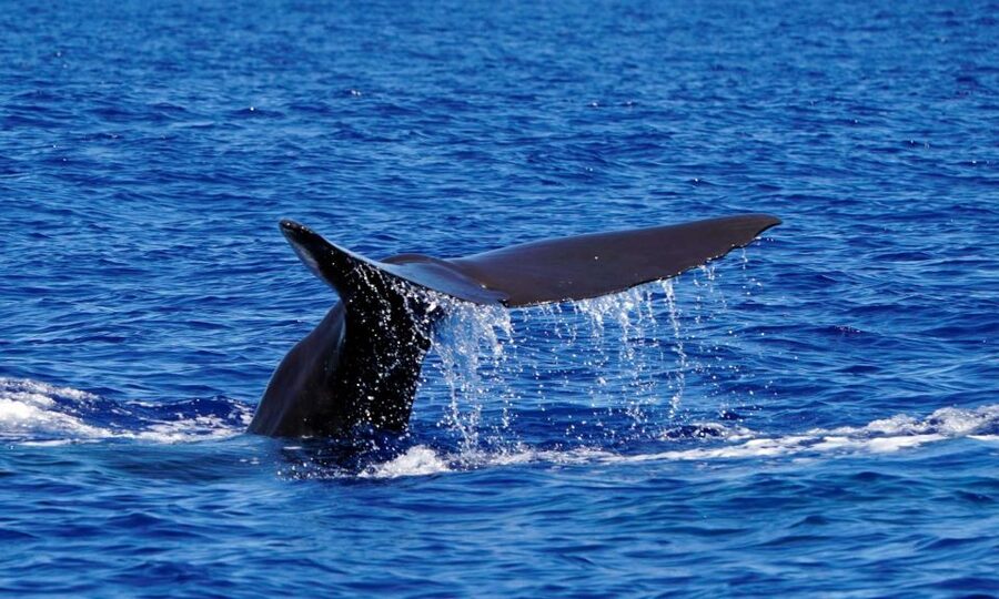 Funchal: Dolphin and Whale Watching Cruise - Final call: should you book this cruise in Funchal?