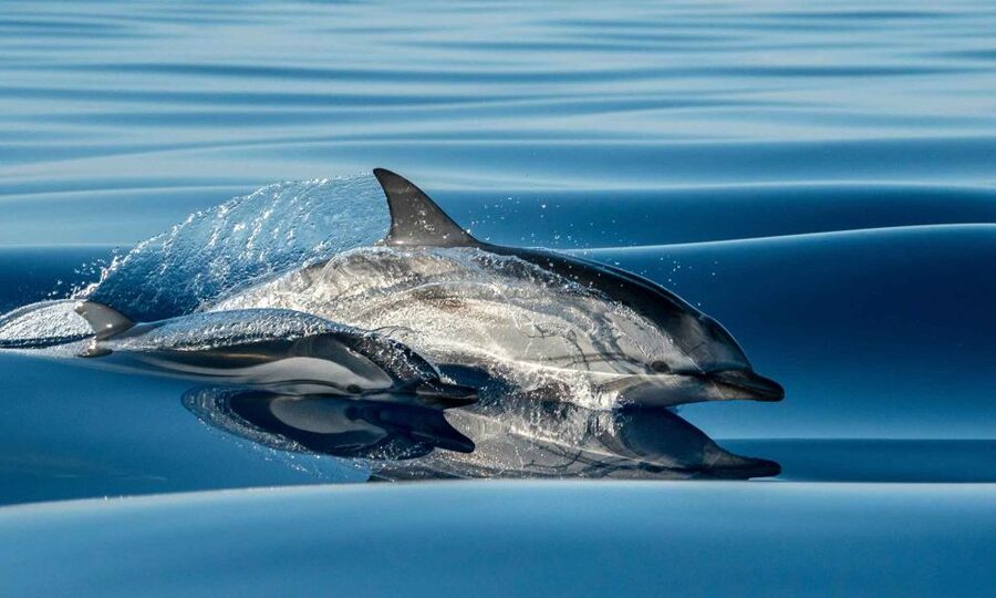 Funchal: Dolphin and Whale Watching Cruise - From Magic Dolphin to offshore sightings in a fast Sea Safari