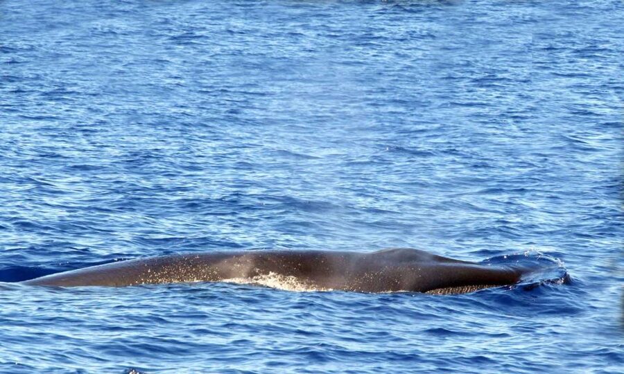 Funchal: Dolphin and Whale Watching Cruise - What you might see: dolphins, whales, turtles, and birds around Madeira
