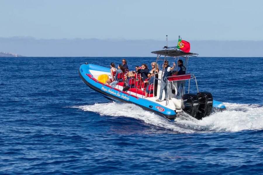 Funchal: Dolphin and Whale Watching Cruise - Comfort, wet weather, and the reality of a speedboat ride