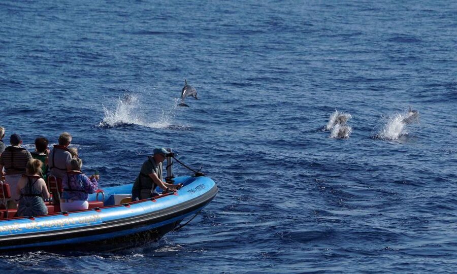 Funchal: Dolphin and Whale Watching Cruise - Wildlife etiquette that helps you see more, and harms less