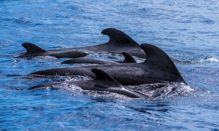 Funchal: Dolphin and Whale Watching Cruise - Price and value: a $58 speedboat, plus a rebooking deal