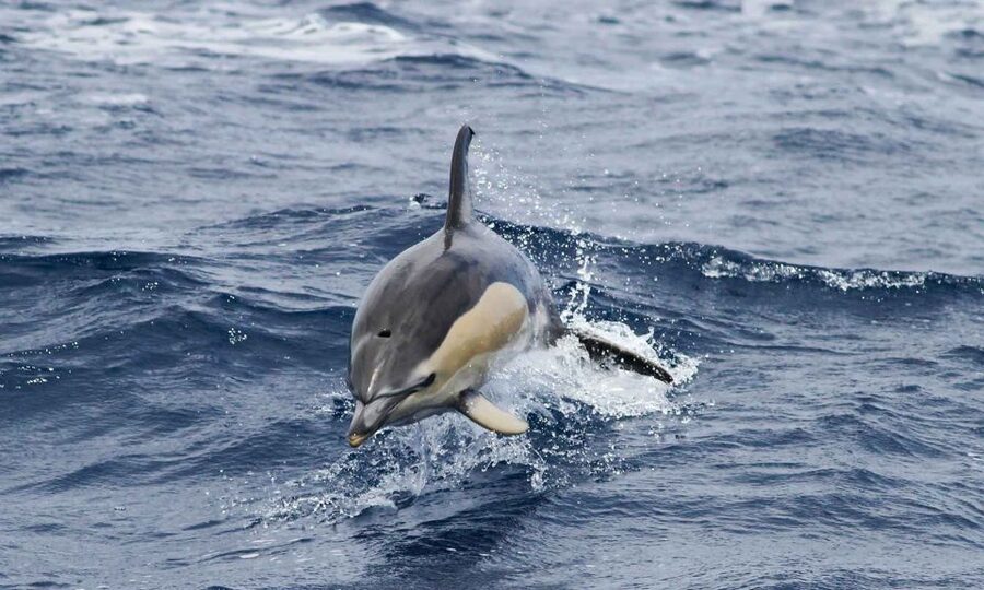 Funchal: Dolphin and Whale Watching Cruise - Who should book this Madeira dolphin and whale cruise