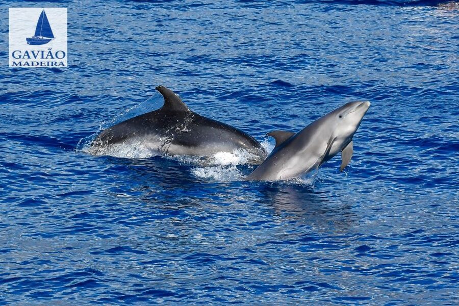 Funchal: Dolphin and Whale Watching Sailing Trip - Drinks, Timing, and the Return Sail Into Funchal