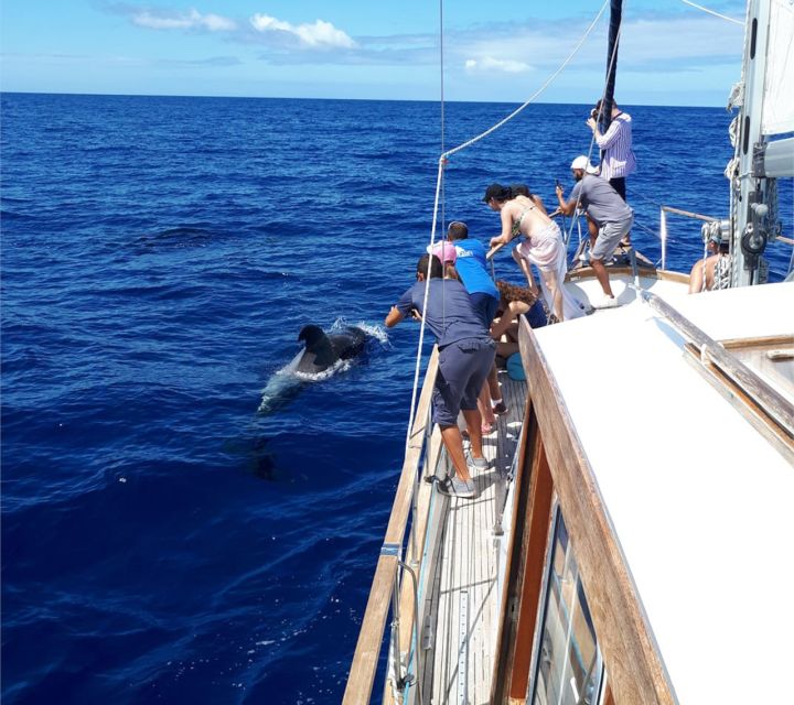 Funchal: Dolphin and Whale Watching Sailing Trip - Value and Price: Why $47 Feels Fair for This 3-Hour Experience