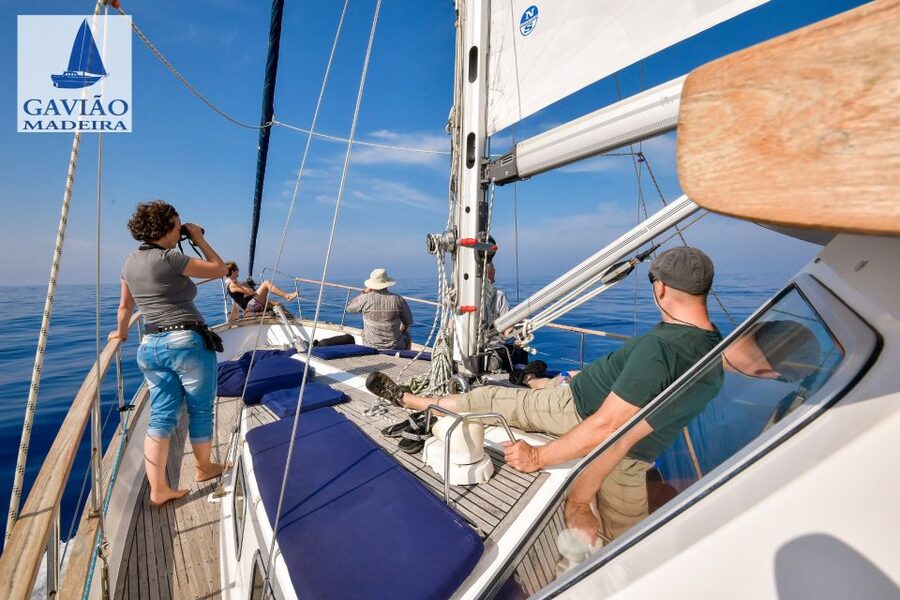 Funchal: Dolphin and Whale Watching Sailing Trip - What to Bring (and What Not to Bring) for a Smooth Day