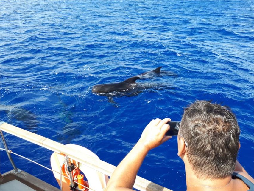 Funchal: Dolphin and Whale Watching Sailing Trip - Meeting at Praça do Povo, Cais 8: How to Find the Right Kiosk