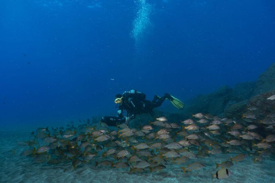Funchal: DPV- Scooter Dive Adventure - Should you book this DPV scooter adventure in Funchal?