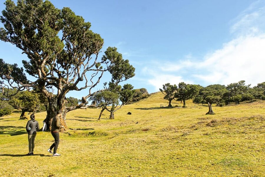 Funchal: Enchanted Terraces, Porto do Moniz & Fanal 4WD Tour - 8 Hours in Madeira’s Northwest: Why an Open-Top 4x4 Feels Right
