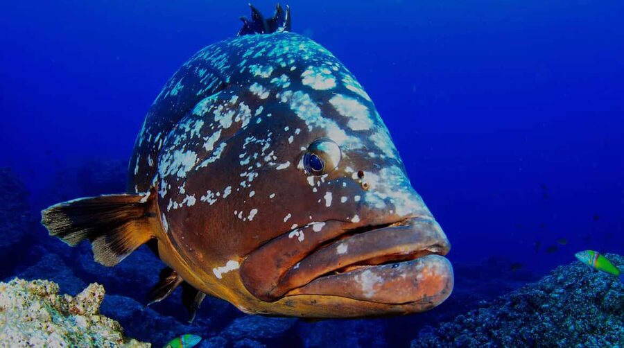 Funchal: Garajau national park - certified divers - The 2.5-hour flow: briefing, boat ride, underwater time, shower