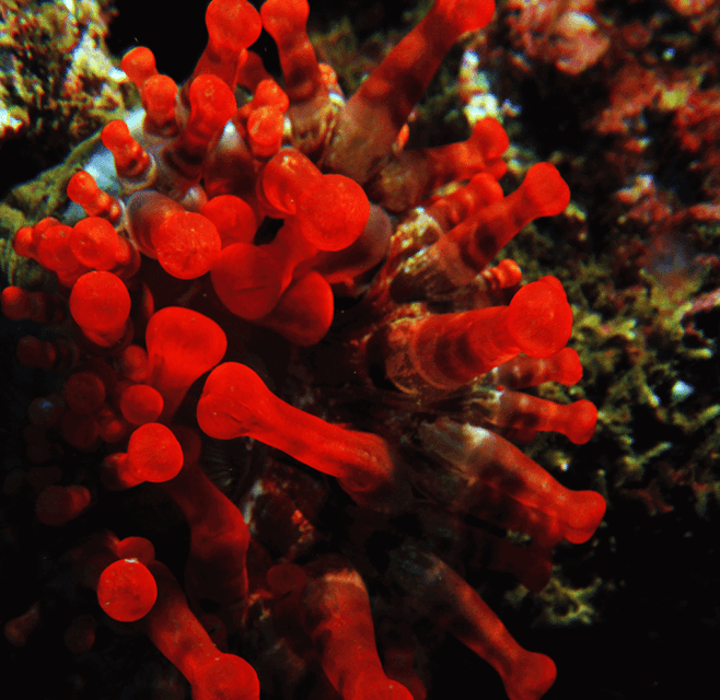 Funchal: Garajau national park - certified divers - Praia do Garajau: the kind of underwater site you talk about later
