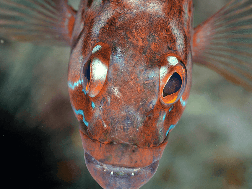 Funchal: Garajau national park - certified divers - The gear and extras that can make or break comfort