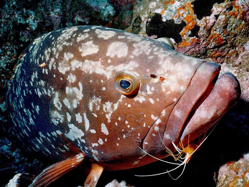 Funchal: Garajau national park - certified divers - Certified divers only, and why the rules are actually there to help
