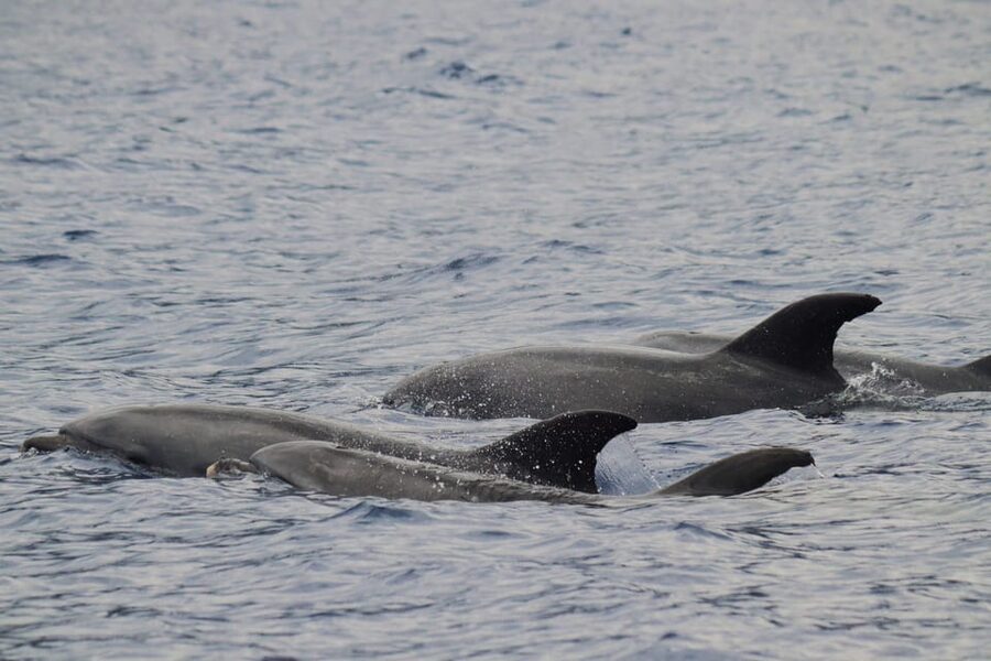 Funchal: Guarantee Wild Dolphin&Whale Watching by RIB - Key things worth knowing before you go