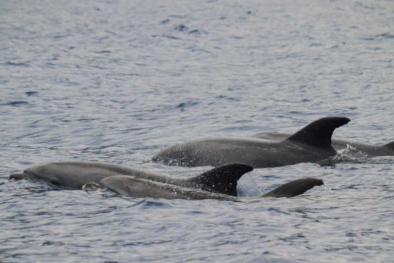 Funchal: Guarantee Wild Dolphin&Whale Watching by RIB - RIB whale watching from Funchal: what you are really buying
