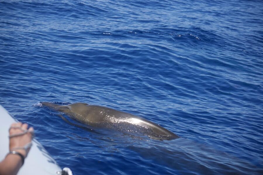 Funchal: Guarantee Wild Dolphin&Whale Watching by RIB - Dolphin and whale sightings: what close-up changes for you