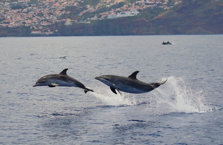 Funchal: Guarantee Wild Dolphin&Whale Watching by RIB - Seasickness and comfort: real talk for the RIB ride