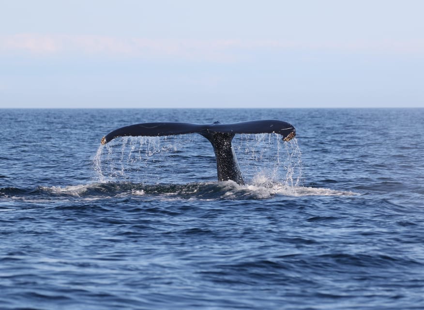 Funchal: Guarantee Wild Dolphin&Whale Watching by RIB - Snorkel with dolphins: worth the extra 20€ or skip it?