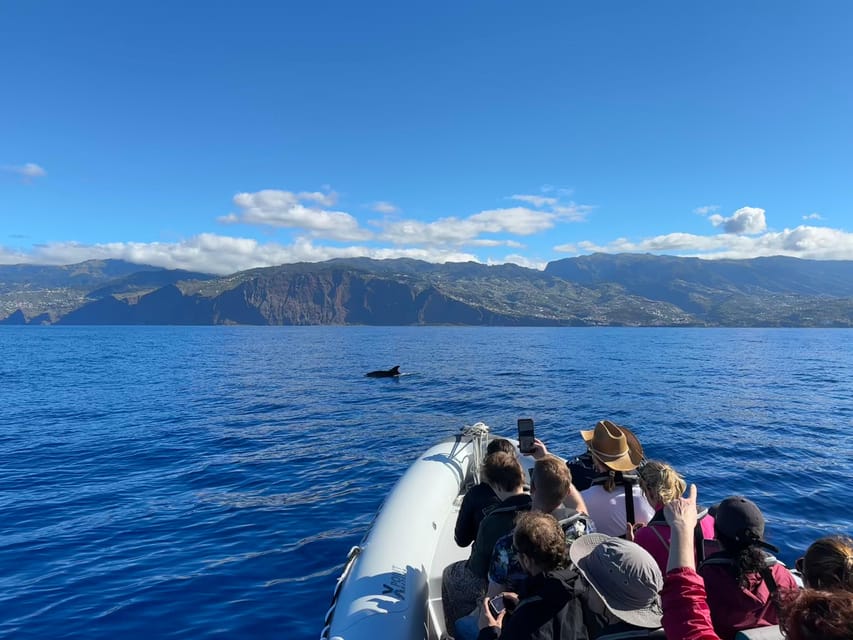 Funchal: Guarantee Wild Dolphin&Whale Watching by RIB - Should you book this wild dolphin and whale watching RIB?