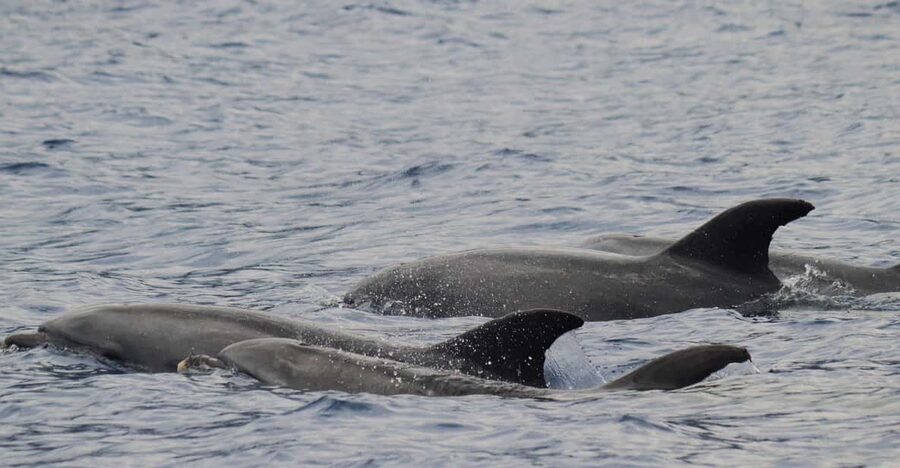 Funchal: Guarantee Wild Dolphin&Whale Watching by RIB - The 2.5-hour rhythm: how the experience flows