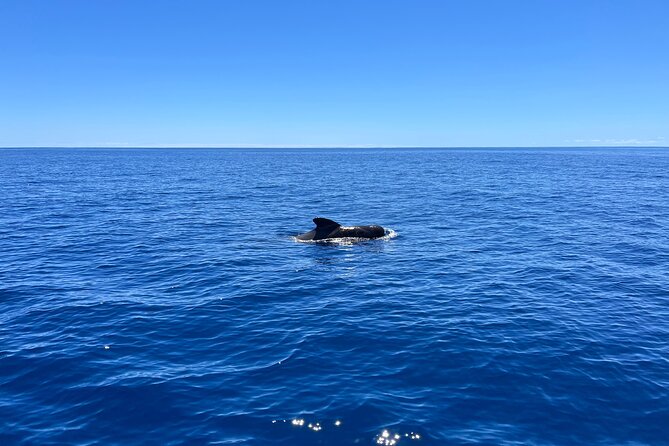 Funchal Half and Full Day Private Sailboat Tour - Lunch at Fajã dos Padres: A One-of-a-Kind Madeira Meal Option