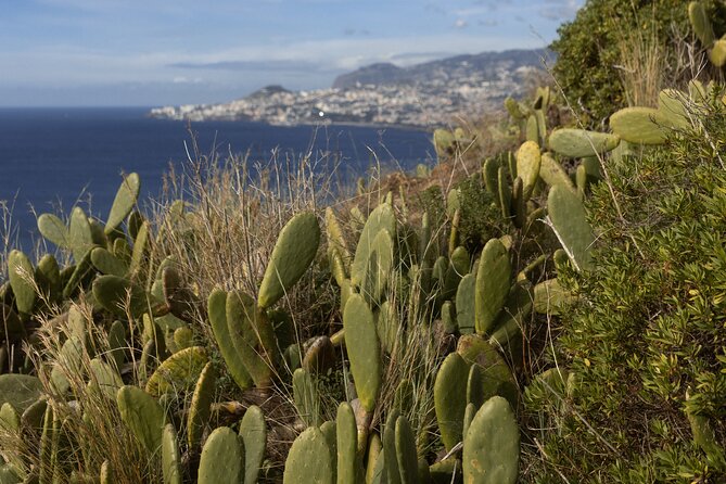 Funchal highlights 5h Private Tour in Madeira - Pickup in Funchal, and why cruise timing matters