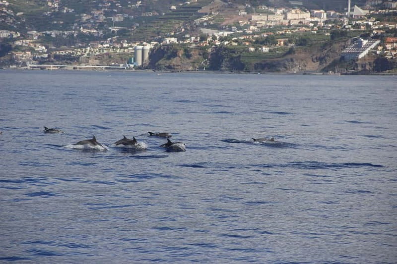 Funchal:Hop-on Hop-off Bus & Whale & Dolphin boat Excursion - Who this Madeira ticket is best for