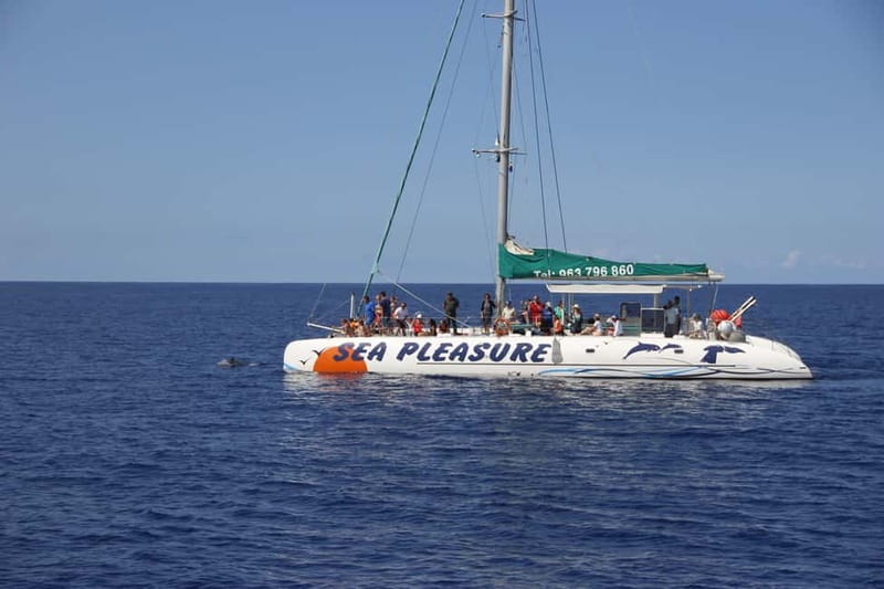 Funchal:Hop-on Hop-off Bus & Whale & Dolphin boat Excursion - Câmara de Lobos: why the bus inclusion matters