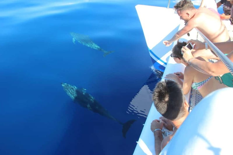 Funchal:Hop-on Hop-off Bus & Whale & Dolphin boat Excursion - VMT catamaran: dolphins, whales, and the swim at Fajã do Cabo Girão