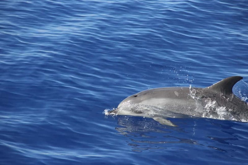 Funchal:Hop-on Hop-off Bus & Whale & Dolphin boat Excursion - Weather, whale season timing, and how to avoid disappointment