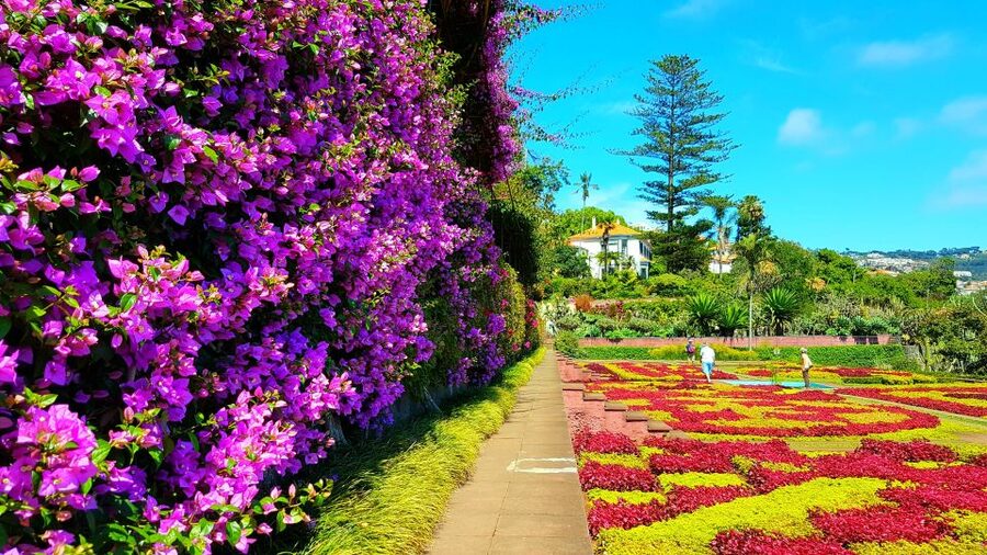 Funchal: Madeira Botanical Garden Tuk-Tuk Tour + Old Town - Key things to know before you go