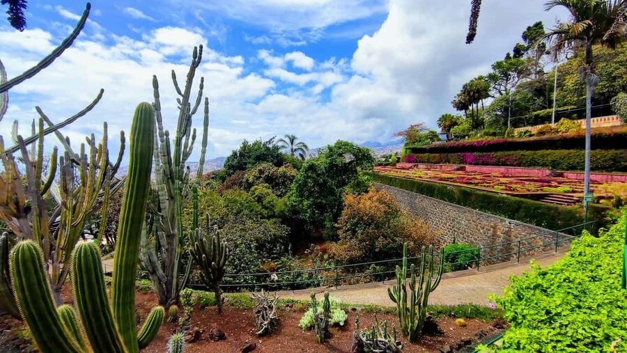 Funchal: Madeira Botanical Garden Tuk-Tuk Tour + Old Town - Old Town in a new order: Farmers Market and Zona Velha pass-bys