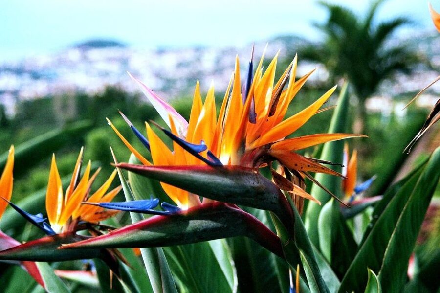 Funchal: Madeira Botanical Garden Tuk-Tuk Tour + Old Town - Guides that turn a drive into a story, from Alexis to Ricardo