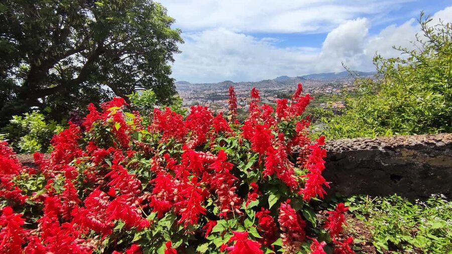Funchal: Madeira Botanical Garden Tuk-Tuk Tour + Old Town - Should you book this Madeira Botanical Garden Tuk-tuk + Old Town tour?