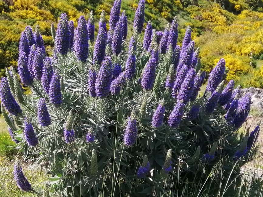Funchal: Nuns Valley Short Stroll with Mountain Surroundings - Pico dos Barcelos for instant orientation and a true 360°