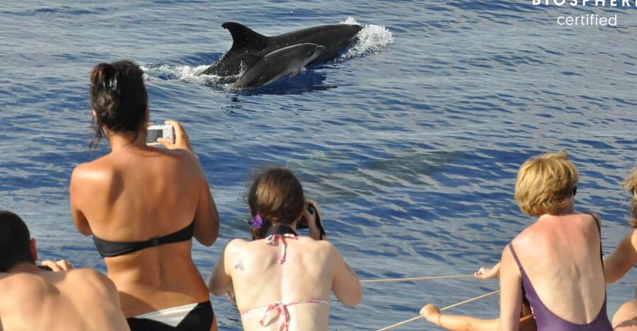 Funchal: Pico Arieiro, Cristo Rei and Dolphins Watching - From Funchal to Pico do Arieiro, where the views start early