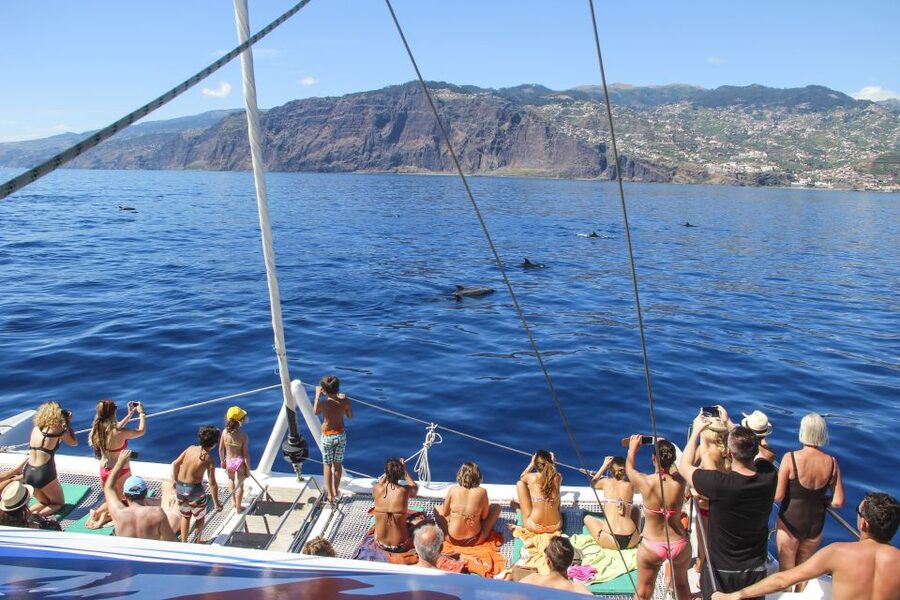 Funchal: Pico Arieiro, Cristo Rei and Dolphins Watching - Should you book the Pico Arieiro Jeep and Dolphin Catamaran day?
