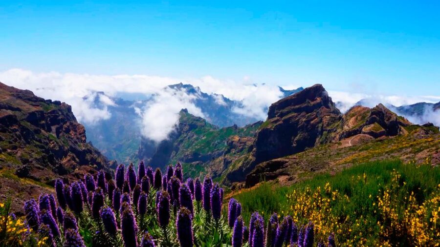 Funchal: Pico Arieiro, Cristo Rei and Dolphins Watching - Guides make or break the day, and here they try hard