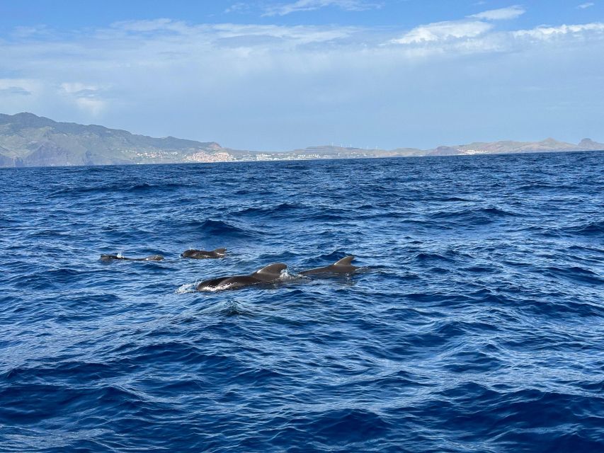 Funchal: RIB Whale Watching Cruise and Optional Dolphin Swim - Key things you should know before you go
