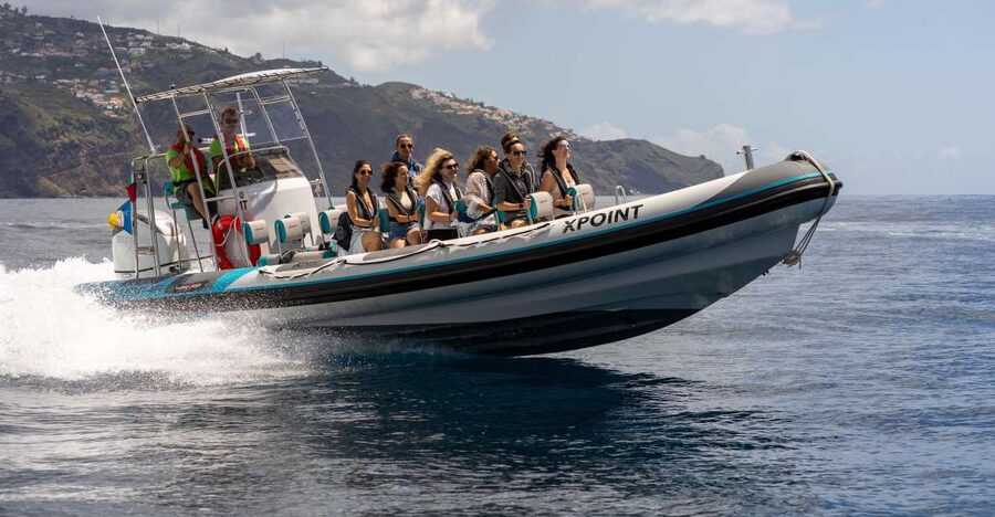 Funchal: RIB Whale Watching Cruise and Optional Dolphin Swim - The wildlife part: dolphins, whales, and why small-boat rules matter