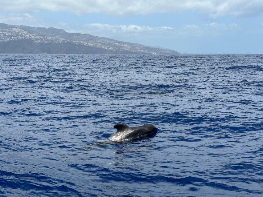 Funchal: RIB Whale Watching Cruise and Optional Dolphin Swim - Your optional 20€ dolphin swim: what you’re actually signing up for