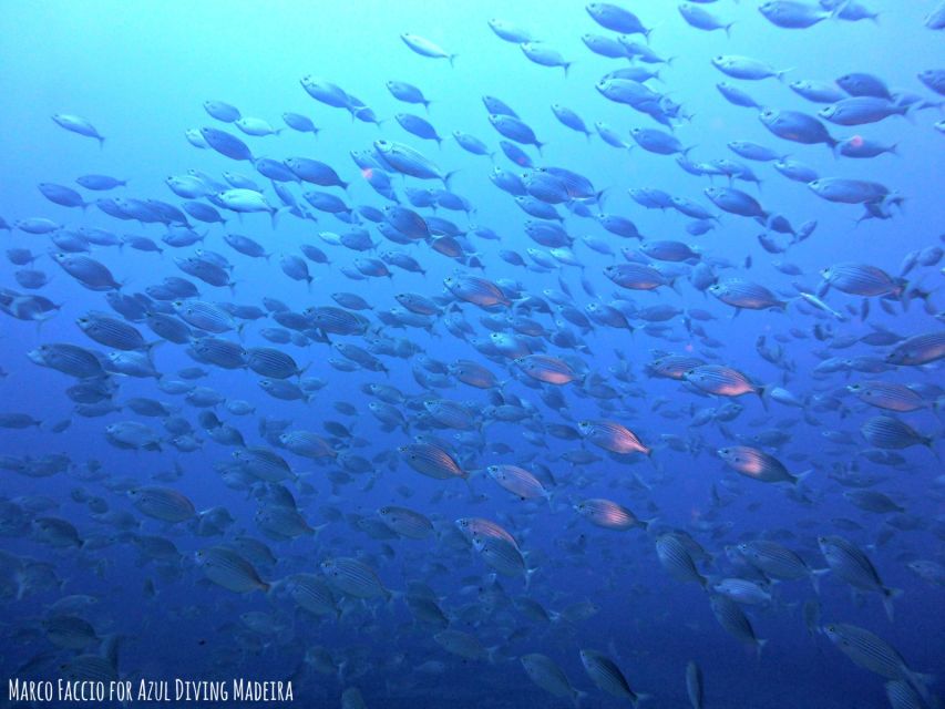 Funchal: Scuba Diving Experience for Beginners - What you can realistically see: octopus, rays, garden eels, and friends