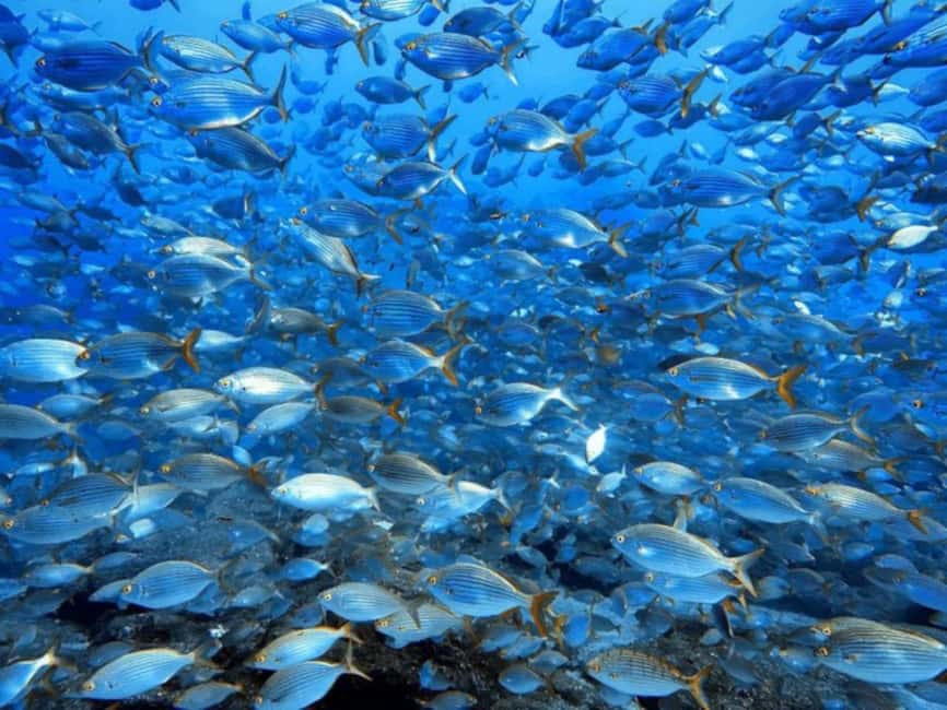 Funchal: Scuba Diving Experience for Beginners - Price and value: what $53 buys you in real terms